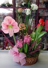 Blooming Plant Basket, Amaryllis, Tulips, Hyacinth...