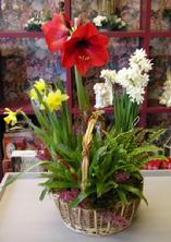 Blooming Plant Basket, Amaryllis, Paper White Narcissus, Daffodils, Bromeliad...