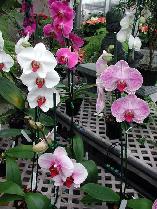 Phalaenopsis Orchid Plants