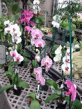 Phalaenopsis Orchid Plants