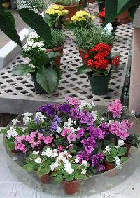 Miniature African Violets, Kalanchoe